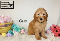 Akc Gary, a male Poodle - Miniature  for sale in Taylorsville, NC – Photo 10 of 10