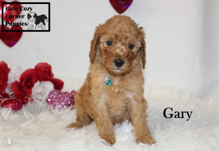 Akc Gary