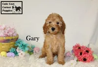 Akc Gary, a male Poodle - Miniature  for sale in Taylorsville, NC – Photo 3 of 10