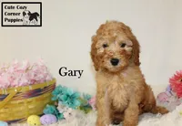 Akc Gary, a male Poodle - Miniature  for sale in Taylorsville, NC – Photo 4 of 10