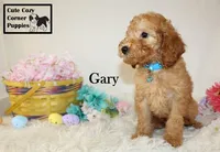 Akc Gary, a male Poodle - Miniature  for sale in Taylorsville, NC – Photo 6 of 10