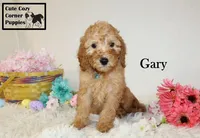 Akc Gary, a male Poodle - Miniature  for sale in Taylorsville, NC – Photo 9 of 10
