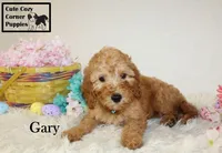 Akc Gary, a male Poodle - Miniature  for sale in Taylorsville, NC – Photo 8 of 10