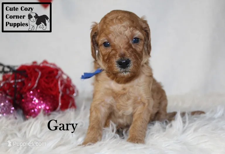 Akc Gary