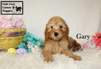 Akc Gary, a male Poodle - Miniature  for sale in Taylorsville, NC – Photo 7 of 10
