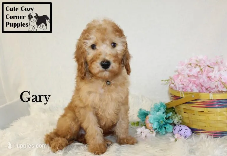 Akc Gary – Poodle - Miniature  puppy for sale in Taylorsville, NC