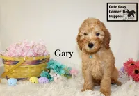 Akc Gary, a male Poodle - Miniature  for sale in Taylorsville, NC – Photo 5 of 10