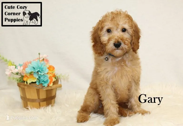 Akc Gary – Poodle - Miniature  puppy for sale in Taylorsville, NC