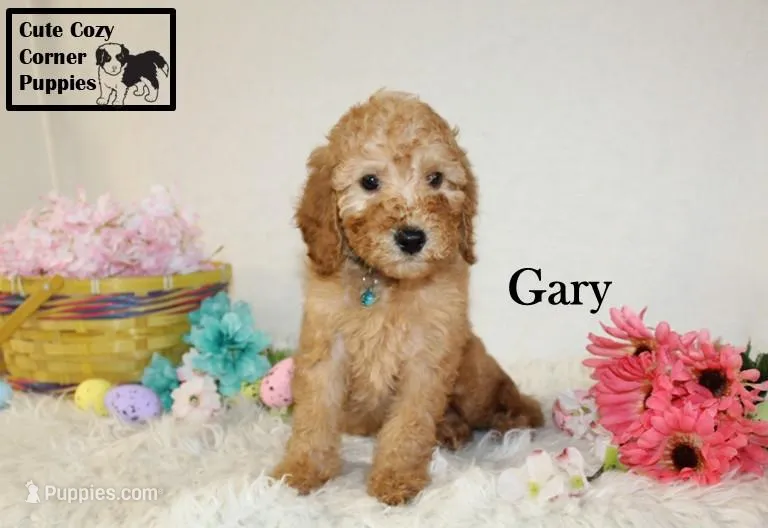Akc Gary