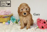 Akc Gary, a male Poodle - Miniature  for sale in Taylorsville, NC – Photo 2 of 10