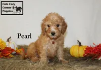 Akc Pearl, a female Poodle - Miniature  for sale in Taylorsville, NC – 8 of 9