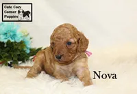 F1B Nova, a female Cavapoo for sale in Taylorsville, NC – 6 of 7