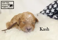 F1B Kash , a male Cavapoo for sale in Taylorsville, NC – 9 of 10