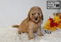 F1B Nix, a male Cavapoo for sale in Taylorsville, NC – 3 of 9