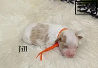 F1 Jill, a female Cavapoo for sale in Taylorsville, NC – 5 of 7