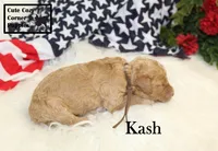 F1B Kash , a male Cavapoo for sale in Taylorsville, NC – 5 of 10