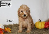 Akc Pearl, a female Poodle - Miniature  for sale in Taylorsville, NC – 7 of 9