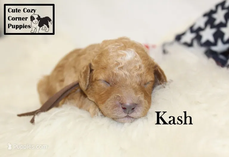 F1B Kash  – Cavapoo puppy for sale in Taylorsville, NC