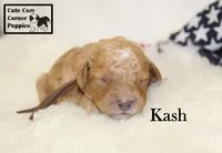 F1B Kash , a male Cavapoo for sale in Taylorsville, NC – 1 of 10