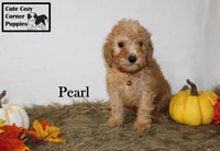 Akc Pearl, a female Poodle - Miniature  for sale in Taylorsville, NC – 2 of 9