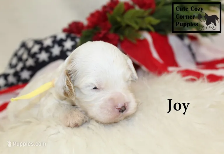 F1 Joy – Cavapoo puppy for sale in Taylorsville, NC