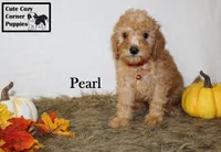 Akc Pearl, a female Poodle - Miniature  for sale in Taylorsville, NC – 6 of 9