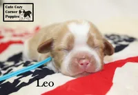 AKC Leo, a male Cavalier King Charles Spaniel for sale in Taylorsville, NC – 4 of 9