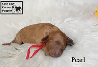 Akc Pearl, a female Poodle - Miniature  for sale in Taylorsville, NC – 5 of 6
