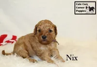 F1B Nix, a male Cavapoo for sale in Taylorsville, NC – 2 of 7
