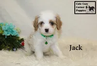 F1 Jack, a male Cavapoo for sale in Taylorsville, NC – 6 of 10