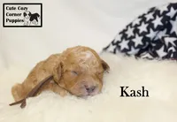 F1B Kash , a male Cavapoo for sale in Taylorsville, NC – 2 of 10