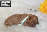 AKC Paxton, a male Poodle - Miniature  for sale in Taylorsville, NC – 3 of 6