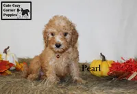 Akc Pearl, a female Poodle - Miniature  for sale in Taylorsville, NC – 3 of 9