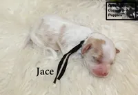 F1 Jace, a male Cavapoo for sale in Taylorsville, NC – 5 of 6