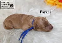 AKC Parker, a male Poodle - Miniature  for sale in Taylorsville, NC – 2 of 6