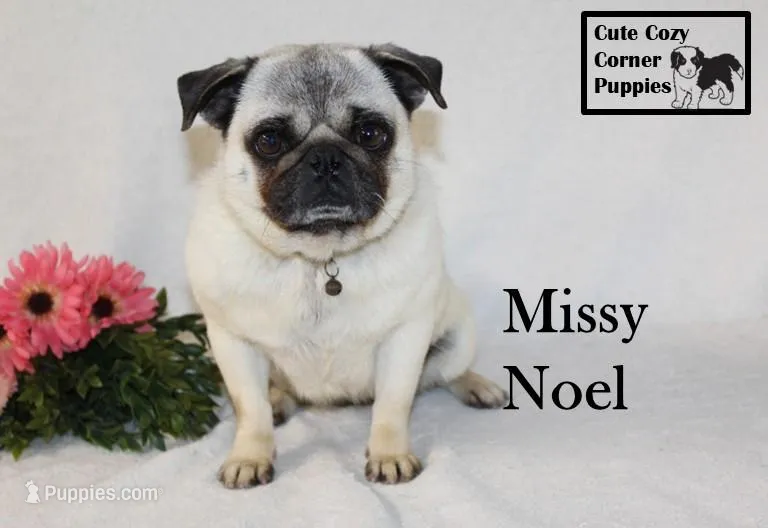 AKC Missy – Pug puppy for sale in Taylorsville, NC
