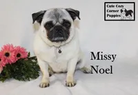 AKC Missy, a female Pug for sale in Taylorsville, NC – Photo 1 of 10