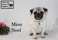 AKC Missy, a female Pug for sale in Taylorsville, NC – Photo 3 of 10