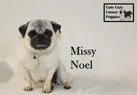 AKC Missy, a female Pug for sale in Taylorsville, NC – Photo 10 of 10