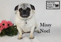 AKC Missy, a female Pug for sale in Taylorsville, NC – Photo 2 of 10