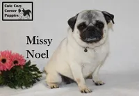 AKC Missy, a female Pug for sale in Taylorsville, NC – Photo 6 of 10