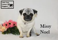 AKC Missy, a female Pug for sale in Taylorsville, NC – Photo 8 of 10