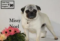 AKC Missy, a female Pug for sale in Taylorsville, NC – Photo 7 of 10