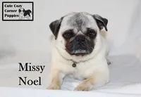 AKC Missy, a female Pug for sale in Taylorsville, NC – Photo 5 of 10