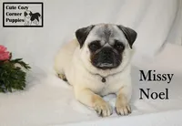 AKC Missy, a female Pug for sale in Taylorsville, NC – Photo 4 of 10