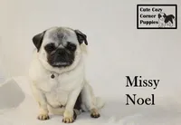 AKC Missy, a female Pug for sale in Taylorsville, NC – Photo 9 of 10