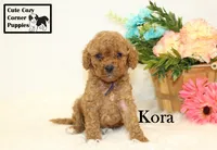 F1B Kora, a female Cavapoo for sale in Taylorsville, NC – 10 of 10