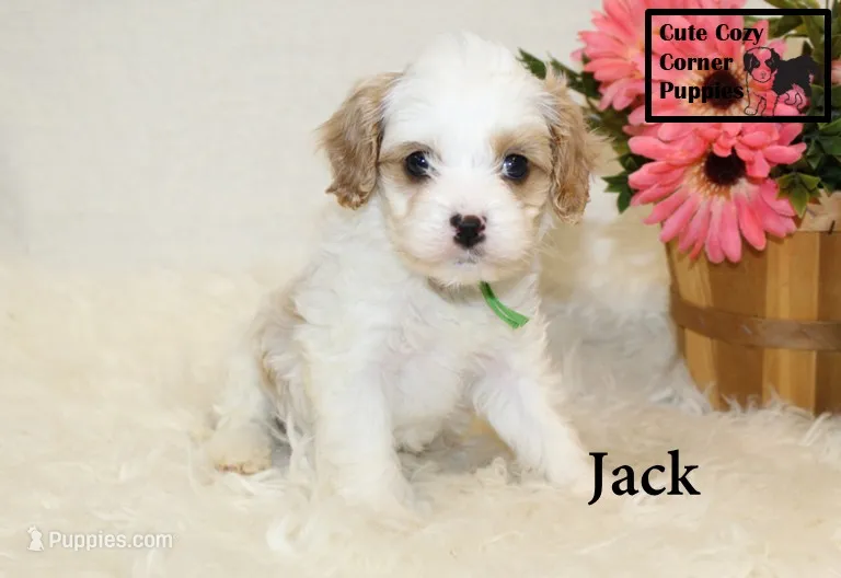 F1 Jack – Cavapoo puppy for sale in Taylorsville, NC