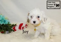 F1 Joy, a female Cavapoo for sale in Taylorsville, NC – 9 of 10