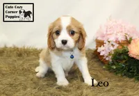 AKC Leo, a male Cavalier King Charles Spaniel for sale in Taylorsville, NC – 10 of 10